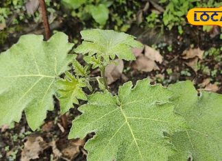 खांसी, अस्थमा के लिए रामबाण है कंटकारी, फेफड़ों में जमा कफ पिघलाकर निकाल देगी बाहर, फायदे जानकर हो जाएंगे हैरान