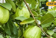 Guava Sabzi Recipe Getting Vitamin C and Fiber guava vegetable in winter health benefits amrood ki sabji kaise banate hain – Bharat.one हिंदी