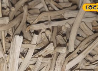 Safed Shatavari Ke Fayde: शरीर से 1-1 बीमारी निचोड़ देगा ये चूर्ण, पाचन तंत्र के लिए भी वरदान, 10 दिन में बन जाएंगे शक्तिशाली!