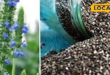 विटामिन का खजाना है यह सूखा बीज, हार्ट, पाचन, सूजन और हड्डियों की बीमारियों को करता है दूर – Bharat.one हिंदी