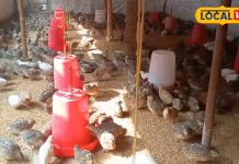 देसी चिकन या मटन नहीं, इस मीट का करें सेवन, ठंढ हो जाएगी छूमंतर