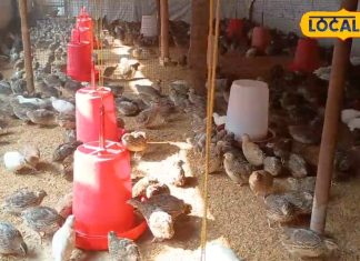 देसी चिकन या मटन नहीं, इस मीट का करें सेवन, ठंढ हो जाएगी छूमंतर