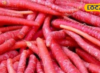 Carrot health benefits effective in many diseases including cancer keeps bp and uric acid under control – Bharat.one हिंदी