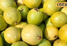 सर्दियों का राजा जाम फल, बीज निकालकर खाएं..पेट सफा, पत्ती चबाई तो खत्म होंगे मुंह के छाले, जानें और फायदे