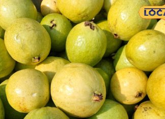 सर्दियों का राजा जाम फल, बीज निकालकर खाएं..पेट सफा, पत्ती चबाई तो खत्म होंगे मुंह के छाले, जानें और फायदे