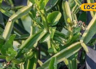 पौधा है या फेविकोल! टूटी हड्डियों में भी फूंक देता है जान, महिलाओं की इस बीमारी के लिए रामबाण इलाज