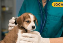 canine parvo virus update – Bharat.one हिंदी