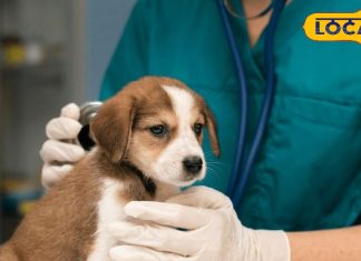 canine parvo virus update – Bharat.one हिंदी