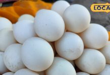 सावधान! कहीं आप भी तो घर नहीं ले आएं नकली अंडा? एक्सपर्ट से जानें असली और नकली की सही पहचान