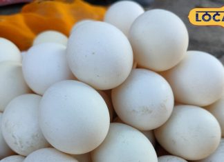 सावधान! कहीं आप भी तो घर नहीं ले आएं नकली अंडा? एक्सपर्ट से जानें असली और नकली की सही पहचान