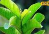 सौ बीमारियों की एक दवा… खाली पेट इस पत्ते को चबाने से ब्लड प्रेशर और कब्ज की समस्या हो जाएगी खत्म!