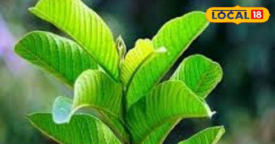 सौ बीमारियों की एक दवा… खाली पेट इस पत्ते को चबाने से ब्लड प्रेशर और कब्ज की समस्या हो जाएगी खत्म!