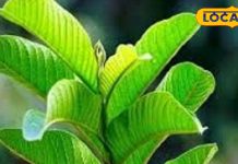 सौ बीमारियों की एक दवा… खाली पेट इस पत्ते को चबाने से ब्लड प्रेशर और कब्ज की समस्या हो जाएगी खत्म!