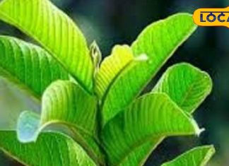 सौ बीमारियों की एक दवा… खाली पेट इस पत्ते को चबाने से ब्लड प्रेशर और कब्ज की समस्या हो जाएगी खत्म!