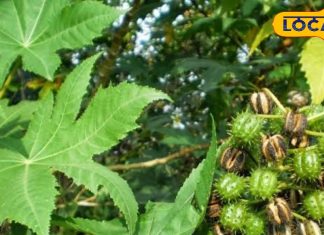 दवाओं का भी बाप है यह पौधा! दर्द-सूजन में झट से देता है राहत, कई बीमारियों का है काल, जानें उपयोग