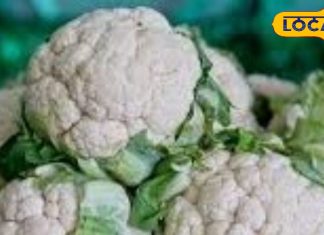 सर्दियों में ये लोग भूलकर भी न खाएं फूल गोभी, वरना आंतों में फैल जाएगा इंफेक्शन
