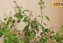 Medicinal Plant: हिन्दू धर्म में इस पौधे को माना जाता है भगवान, रोज होती है पूजा, सेहत के लिए है संजीवनी