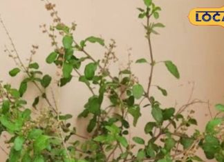 Medicinal Plant: हिन्दू धर्म में इस पौधे को माना जाता है भगवान, रोज होती है पूजा, सेहत के लिए है संजीवनी