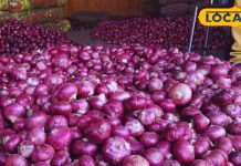 राहत की सांस, आम लोगों की थाली में पहुंचा प्याज, सीजन की शुरुआत से पहले गिरे भाव