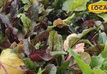 शरीर के लिए बहुत गुणकारी है खून बढ़ाने वाली ये सब्जी, आंखों के लिए फायदेमंद, विटामिन A से भरपूर