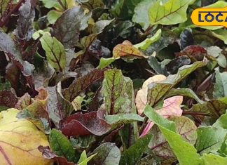 рд╢рд░реАрд░ рдХреЗ рд▓рд┐рдП рдмрд╣реБрдд рдЧреБрдгрдХрд╛рд░реА рд╣реИ рдЦреВрди рдмрдврд╝рд╛рдиреЗ рд╡рд╛рд▓реА рдпреЗ рд╕рдмреНрдЬреА, рдЖрдВрдЦреЛрдВ рдХреЗ рд▓рд┐рдП рдлрд╛рдпрджреЗрдордВрдж, рд╡рд┐рдЯрд╛рдорд┐рди A рд╕реЗ рднрд░рдкреВрд░