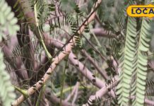 बिच्छू ने मारा हो डंक या झड़ रहे हों बाल, घर में लगाएं ये पेड़, इसके हर अंग में औषधि