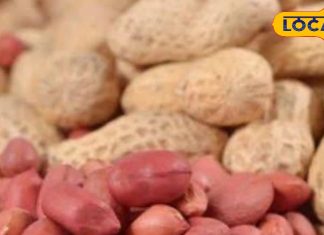 देखिए मूंगफली खाने के कितने लाभ, इसीलिए कहते हैं गरीबों का बादाम