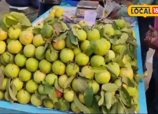 Amrud Khane Ke Fayde or Nuksan: ठंड में अमरूद खाना चाहिए या नहीं? एक गलती बन जाएगी सेहत के लिए आफत, डॉक्टर ने खुद किया खुलासा