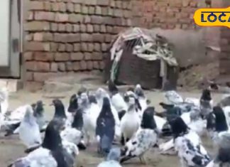 लक्ष्मी का भक्त है ये पक्षी, घर में घोसला बना ले तो मिलता है ये संकेत, सुबह छत पर दिखे तो आएगी खुशखबरी