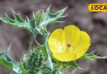 किसी संजीवनी से कम नहीं यह पौधा; जड़, पत्तियां और फूल तीनों हैं बेहद लाभदायक