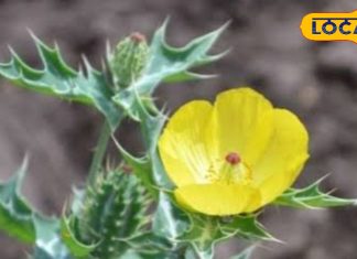 किसी संजीवनी से कम नहीं यह पौधा; जड़, पत्तियां और फूल तीनों हैं बेहद लाभदायक