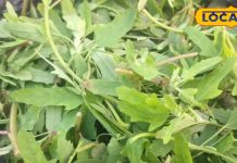 ठंड में शरीर को गर्म रखती है ये ये हरी पत्तेदार सब्जी, लिवर-पेट के लिए फायदेमंद, कब्ज से भी मिलेगा छुटकारा! – Bharat.one हिंदी