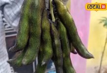 ये जंगली सब्जी खाकर सर्दियों से भिड़ जाते हैं पाठा के आदिवासी