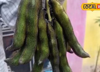 ये जंगली सब्जी खाकर सर्दियों से भिड़ जाते हैं पाठा के आदिवासी