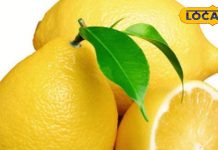 सेहत के लिए अमृत है यह खास तरह का नींबू, शरीर की गंदगी को निकाल फेंकता है बाहर, कई बीमारियों का है काल