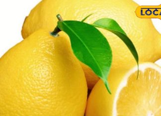 सेहत के लिए अमृत है यह खास तरह का नींबू, शरीर की गंदगी को निकाल फेंकता है बाहर, कई बीमारियों का है काल