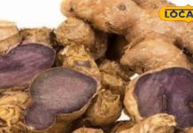 काली हल्दी के फायदे जानकर आप शुरू कर देंगे इसकी खोज, ये हैं हेल्थ बेनिफिट्स