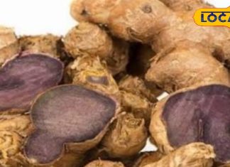 काली हल्दी के फायदे जानकर आप शुरू कर देंगे इसकी खोज, ये हैं हेल्थ बेनिफिट्स