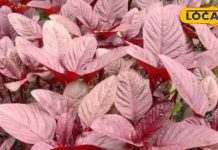 सेहत के लिए अमृत है यह साग, हड्डियों को बना देता है ‘लोहा’, कब्ज-मोटापा समेत कई बीमारियों की बजा देता है बैंड