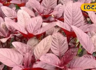 सेहत के लिए अमृत है यह साग, हड्डियों को बना देता है ‘लोहा’, कब्ज-मोटापा समेत कई बीमारियों की बजा देता है बैंड