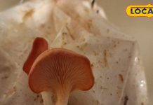 सर्दियों में खाएं गाजीपुर का गुलाबी मशरूम, इसमें एंटी-कैंसर से प्रोटीन सप्लीमेंट तक के सारे गुण