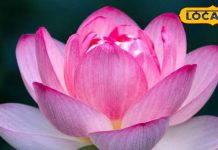 ये 5 फूलों के पौधे हैं सेहत के लिए वरदान…दवा-औषधि से दिला देंगे छुटकारा, त्वचा भी चमक उठेगी! – Bharat.one हिंदी