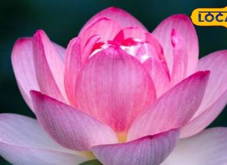 ये 5 फूलों के पौधे हैं सेहत के लिए वरदान…दवा-औषधि से दिला देंगे छुटकारा, त्वचा भी चमक उठेगी! – Bharat.one हिंदी