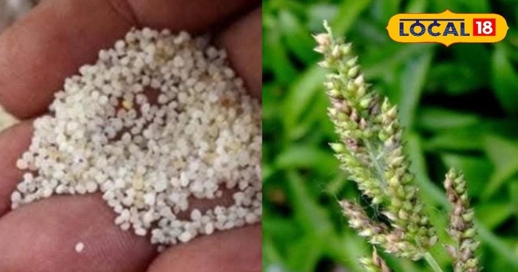 Sanwa is a storehouse of nutrients controls sugar and strengthens the digestive system beneficial for heart patients