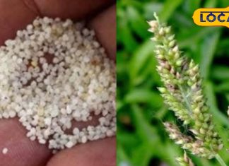 Sanwa is a storehouse of nutrients controls sugar and strengthens the digestive system beneficial for heart patients