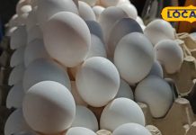 अंडा शाकाहारी है या मांसाहारी, किस अंडे में कितना प्रोटीन, जानें सब कुछ