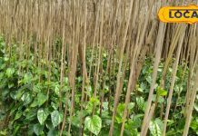 इस हरे पत्ते में इतने गुण, झटपट दूर देगा इतनी बीमारियां