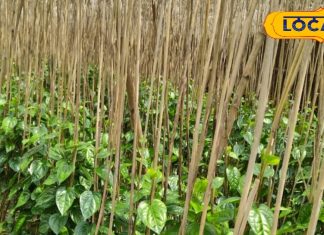 इस हरे पत्ते में इतने गुण, झटपट दूर देगा इतनी बीमारियां