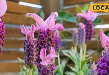 खूबसूरत दिखने और महकने वाले ये फूल सेहत के लिए भी हैं फायदेमंद, जानें इनके फायदे