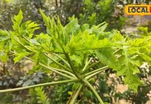 इन पांच पौधों में छिपा है सेहत का राज, शरीर को नहीं बनने देंगे बीमारियों का घर